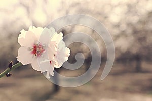 Background of spring cherry blossoms tree. selective focus