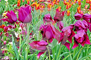 Background with spring flowers. Blooming colored tulips
