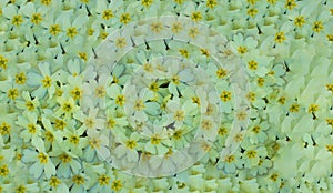 Background of spring flowers intertwined with each other