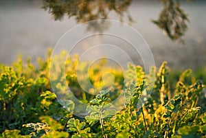 Background of spring grass