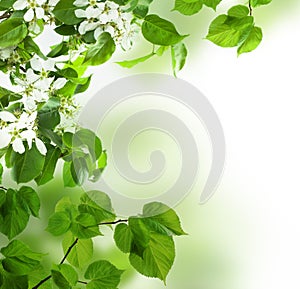 Background, spring leaves and flowers