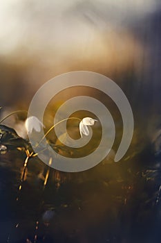 Background with spring primroses - flowers of an anemony