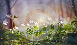 Background with spring primroses - flowers of an anemony