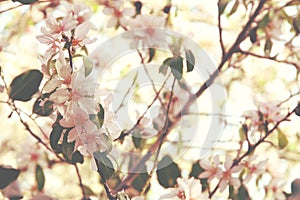 background of spring white cherry blossoms tree. selective focus.