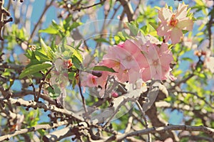 background of spring white cherry blossoms tree. selective focus.