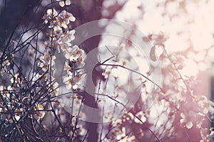 background of spring white cherry blossoms tree. selective focus.