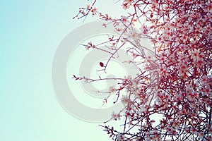 background of spring white cherry blossoms tree. selective focus.