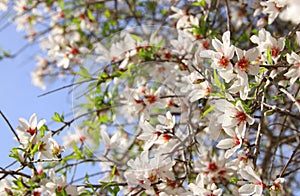 background of spring white cherry blossoms tree. selective focus.