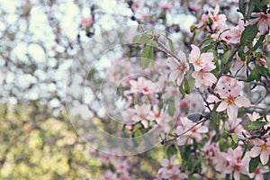 background of spring white cherry blossoms tree. selective focus.