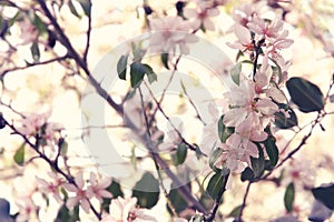 background of spring white cherry blossoms tree. selective focus.