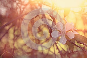 background of spring white cherry blossoms tree. selective focus. Vintage filtered.