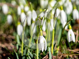 Background Springflower in the gaarden