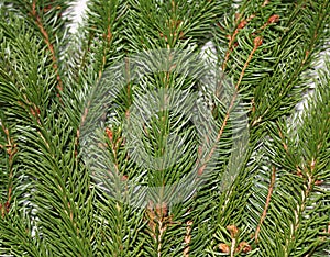 A background with spruce branches