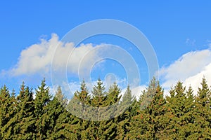 Background of Spruce Tree Tops and Blue Sky with White Clouds.