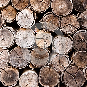 Background of stacked timber logs