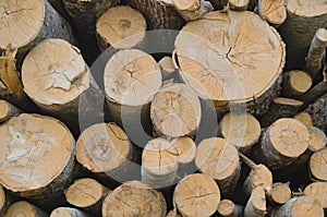 Background with stacked wooden logs of different diameters