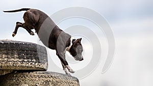 Background with stafford terrier jumping