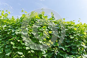 Background of the foliage of a grapevine against sky