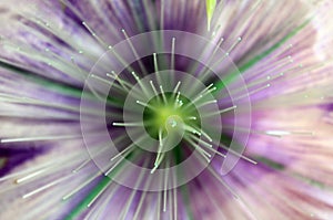 Background of a stamen from an artificial flower