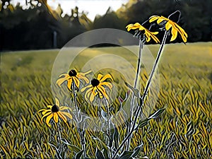 Illustration of Five Blackeyed Susans in a Freshly-Mowed Field