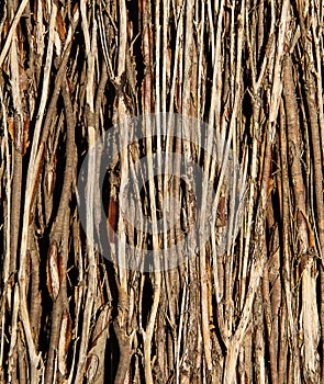 Background - Sticks within a Brush Fence