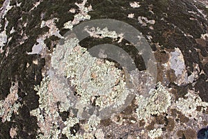Background of the stone in a moss