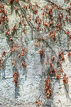 Background - a stone wall, covered with a natural pattern of dry winter stems