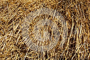 Background of straw on the field, hay bale texture