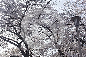 Background, street lamp and cherry blossoms in the Osaka Castle in Japan