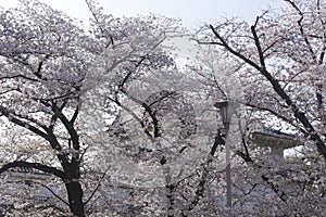 Background, street lamp and cherry blossoms in the Osaka Castle in Japan