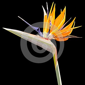 Background with Strelitzia Reginae