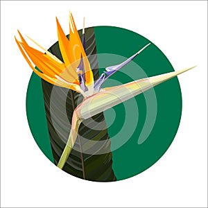 Background with Strelitzia Reginae