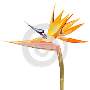 Background with Strelitzia Reginae