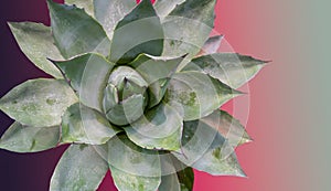 Background with succulent plant and space.