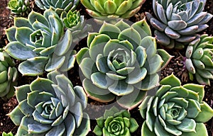 Background with succulent plants