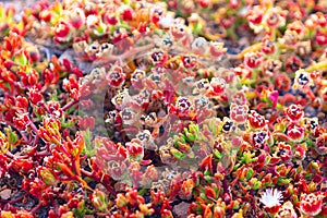 Background of succulent red flowers