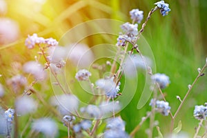 summer flowers in the meadow in the sunshine