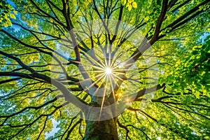 Sun rays through tree branches