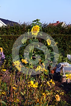 Background of sunflower atumn background