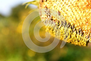 Background of sunflower atumn background