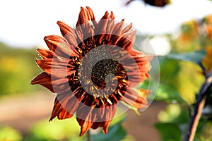 Background of sunflower atumn background