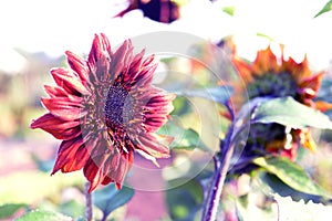 Background of sunflower atumn background