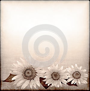 Background with sunflower drawing in grunge style