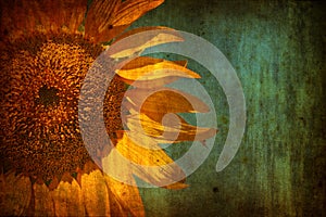 Background with Sunflower over grunge texture