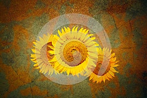 Background with sunflowers in grunge style