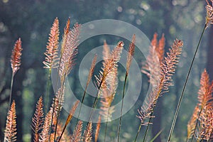 Background with sunlight and grass, Dudhwa National Park, Uttar Pradesh