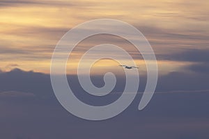 Background sunrise of purples hues and distant bird in flight