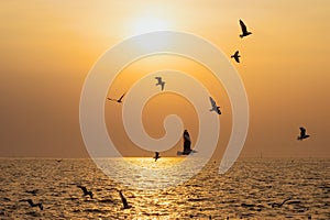 background of sunset with flying seagull at Bangpu Recreation Center, the gulf of Thailand