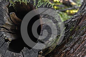 Background surface of old cut tree branch covered with moss and