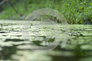 Background with a swamp with dirty water overgrown with sedge, grass and small broken boughs